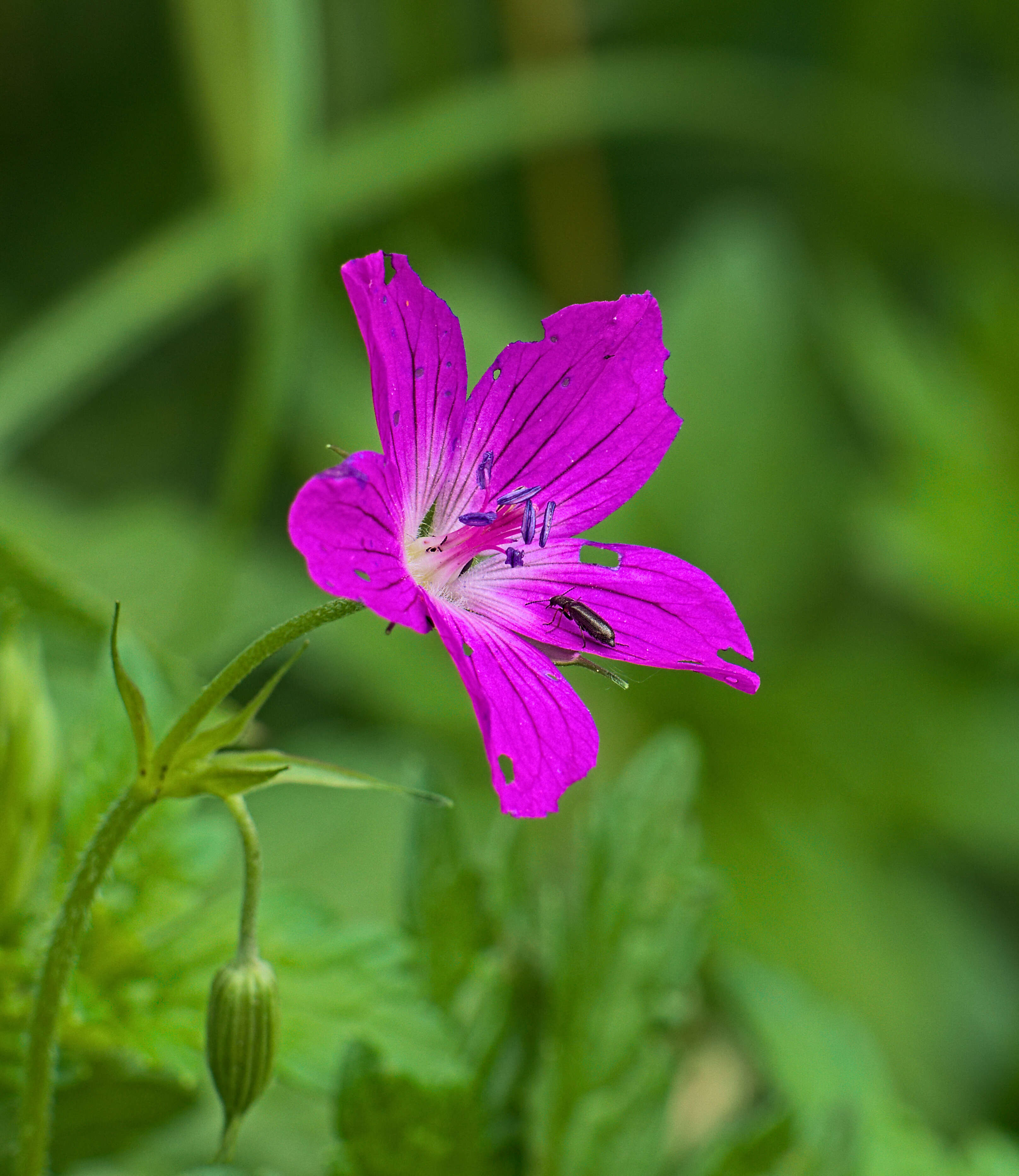 Imagem de Geranium palustre L.