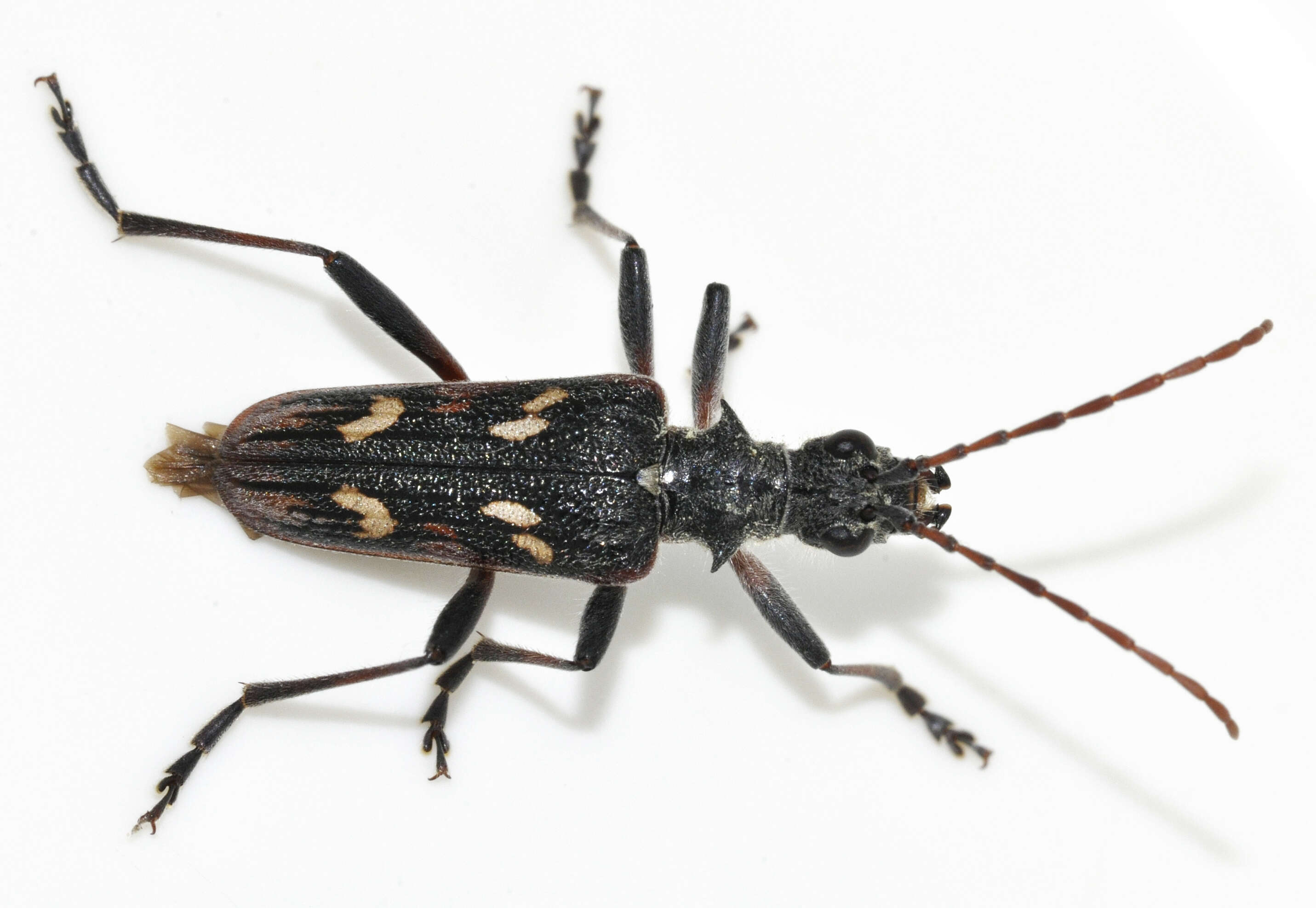 Image of Two-banded longhorn beetle