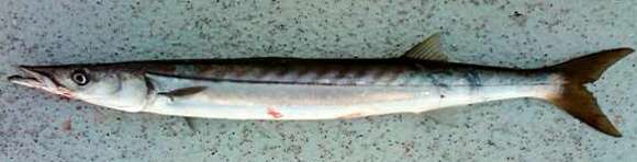 Image of Pacific barracuda