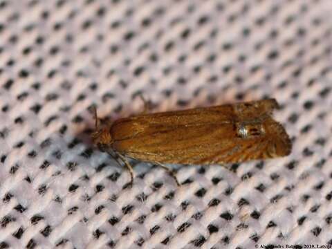 Image of Lathronympha strigana Fabricius 1775