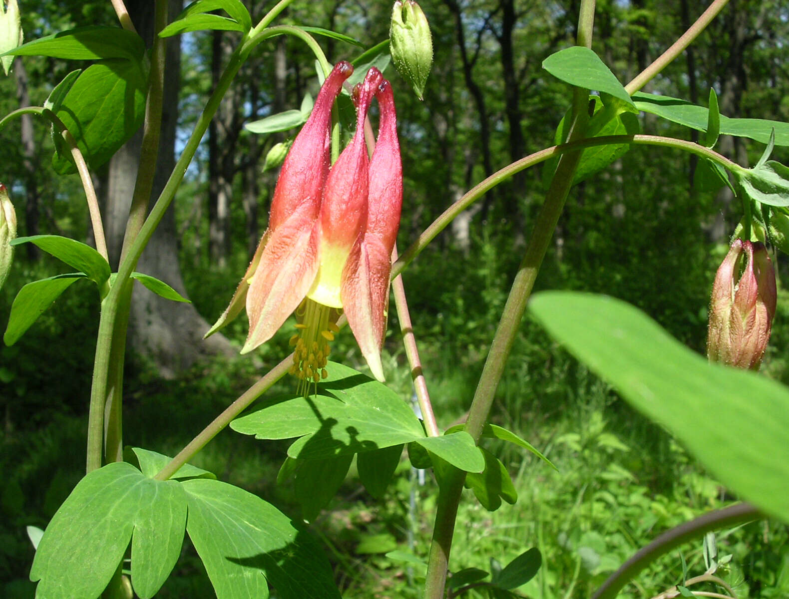 Image of red columbine