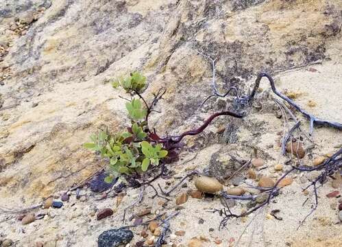 Image of Del Mar manzanita