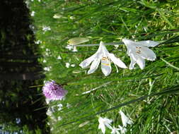 Image of St. Bruno's Lily