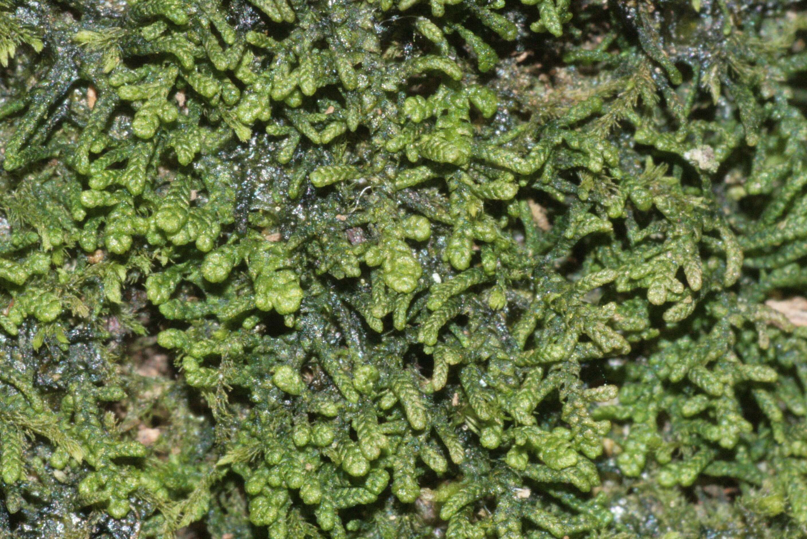 Image of Lepidoziaceae