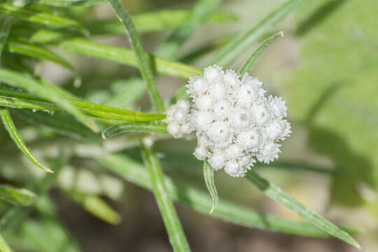 Imagem de Anaphalis margaritacea (L.) Benth.