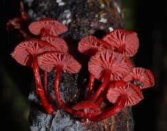 Image of Cruentomycena