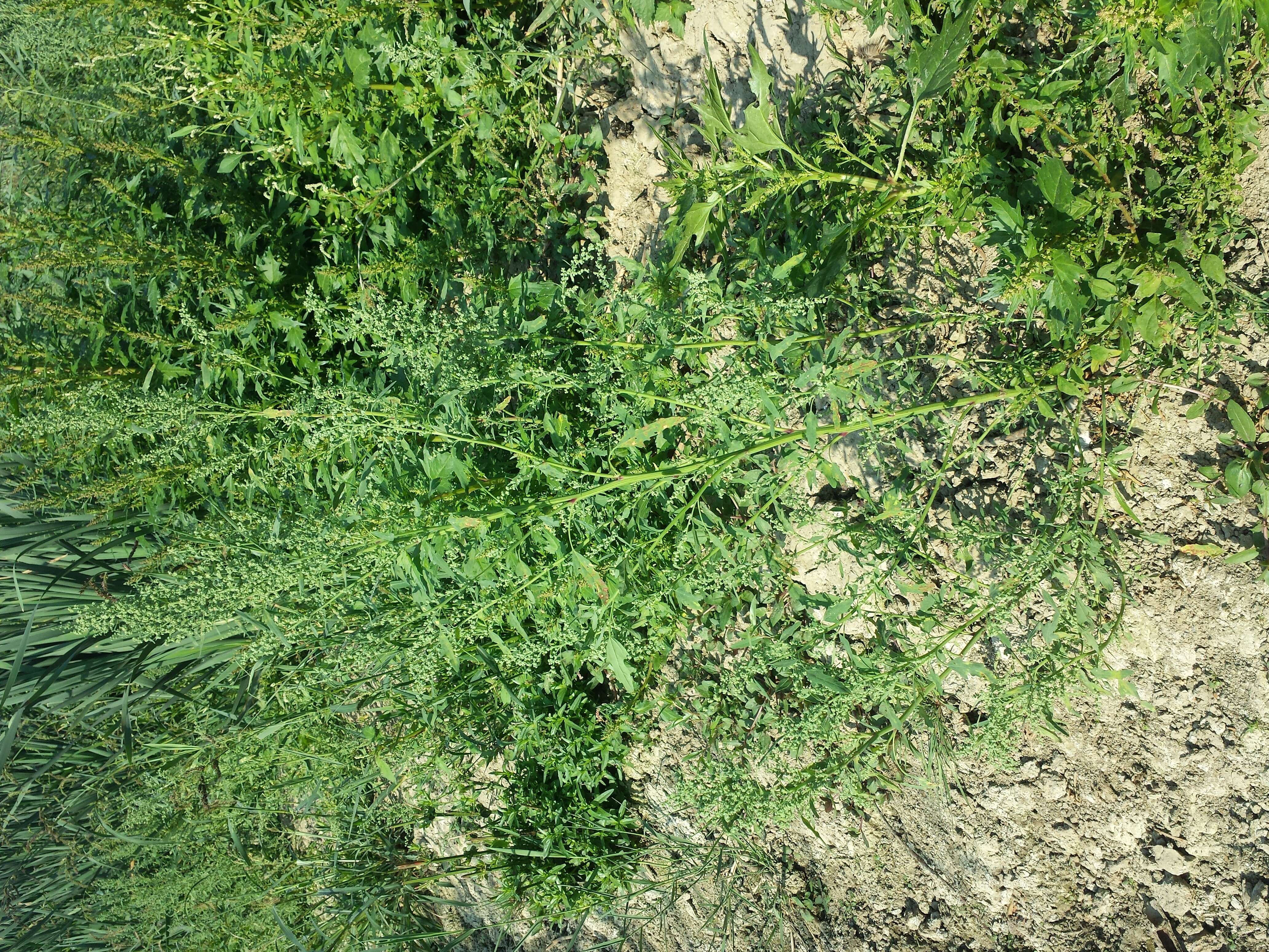 Image of fig-leaved goosefoot