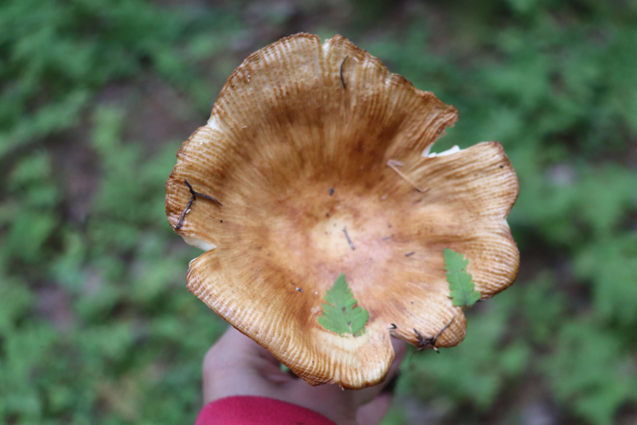 Image of Stinking Russula