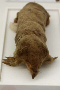 Image of Japanese Mole