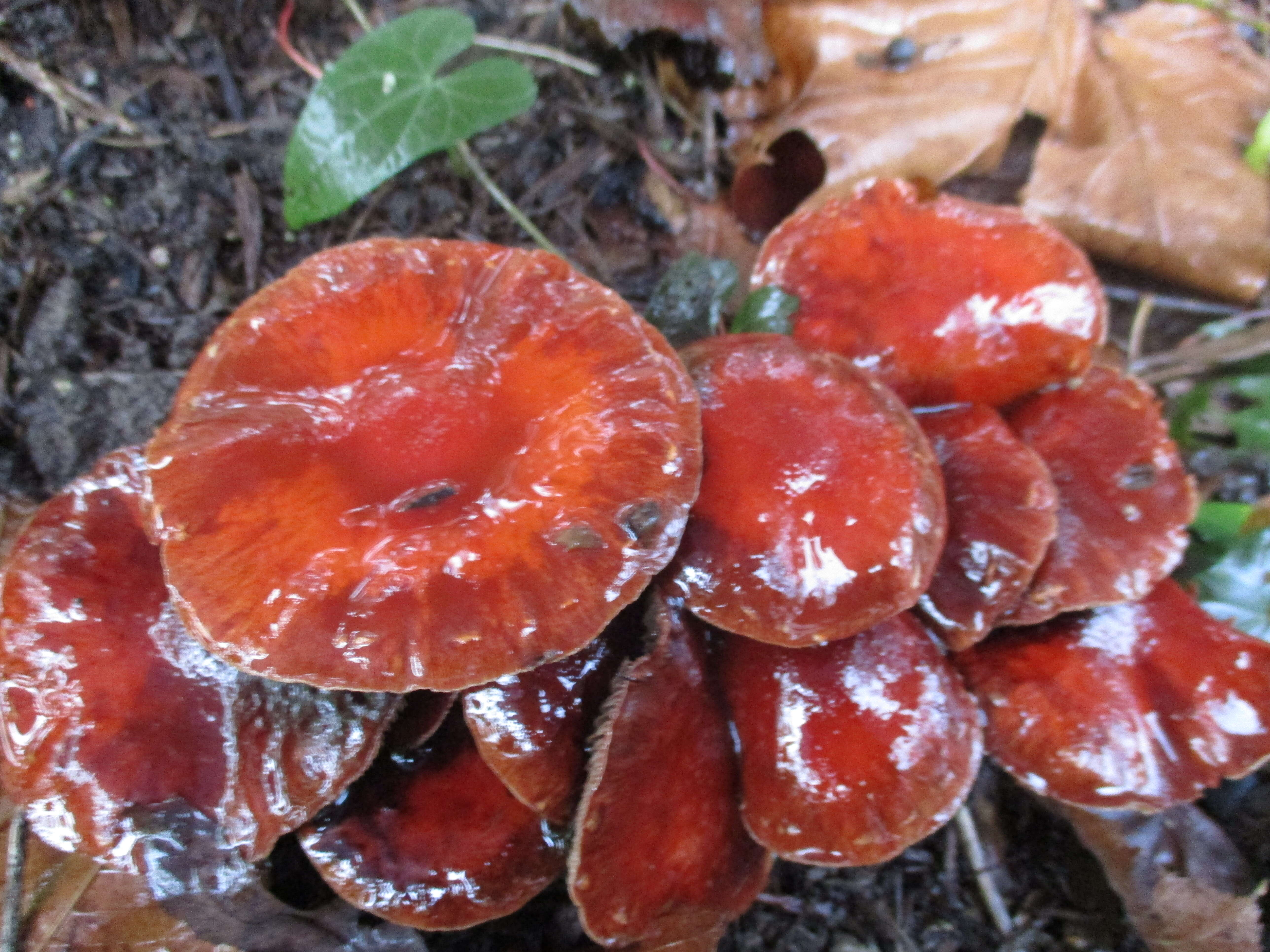 Image of Leratiomyces ceres (Cooke & Massee) Spooner & Bridge 2008