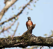 Image of Rosy Minivet