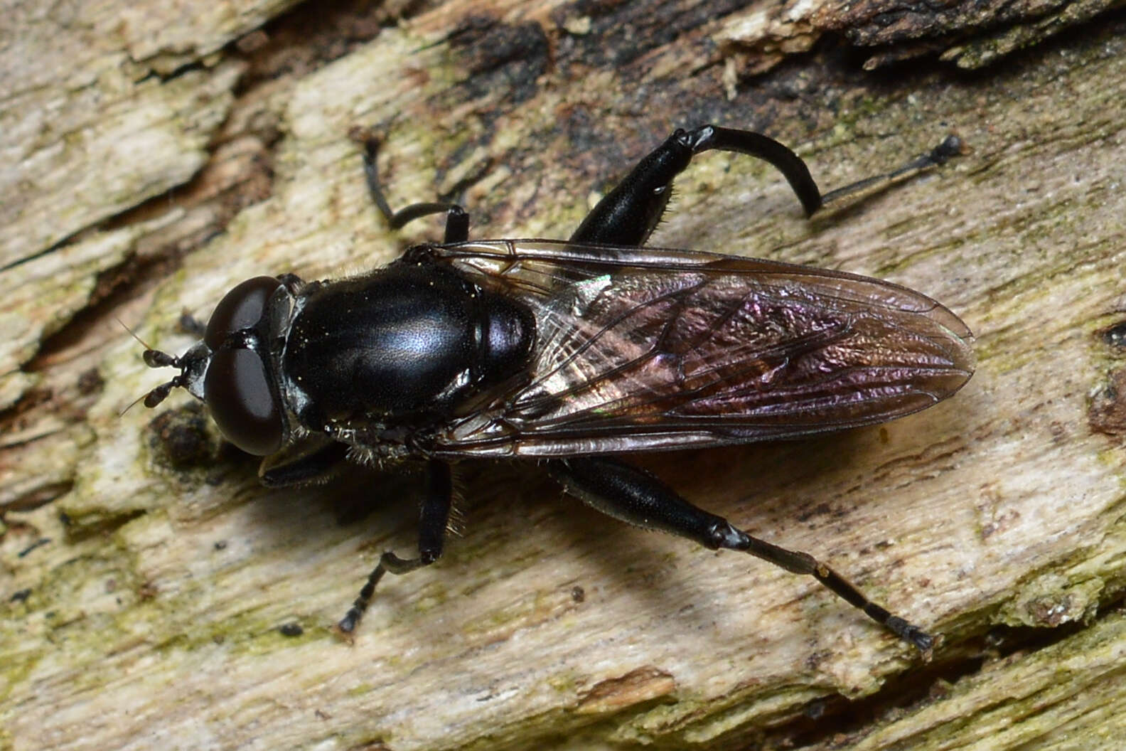 Image of Chalcosyrphus piger (Fabricius 1794)