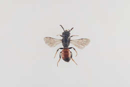 Sphecodes geoffrellus (Kirby 1802) resmi