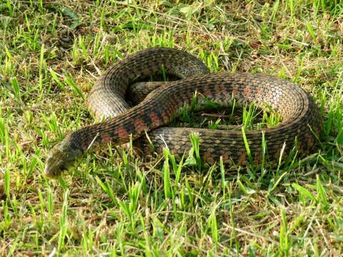 Image de Rhabdophis tigrinus (F. Boie 1826)