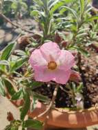 Imagem de Cistus albidus L.