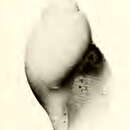 Image of Lusitanops blanchardi (Dautzenberg & H. Fischer 1896)