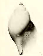 Image of Lusitanops blanchardi (Dautzenberg & H. Fischer 1896)