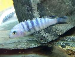 Image of Demason's cichlid