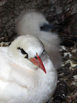 Image of Red-tailed Tropicbird