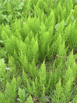 Image of field horsetail