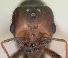 Image of Fire ant