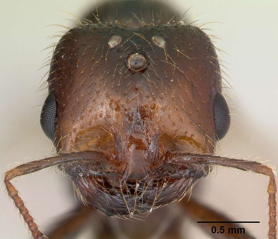 Solenopsis geminata (Fabricius 1804) resmi