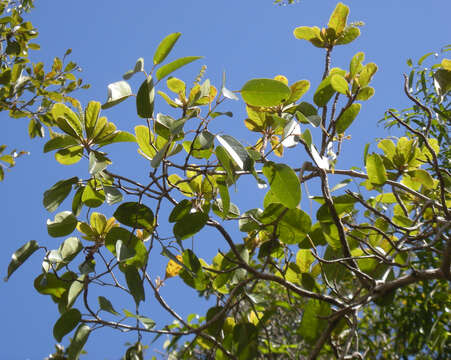 Image of Purple-pod cluster-leaf