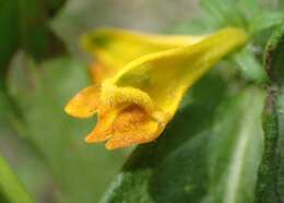 Слика од Melampyrum nemorosum L.