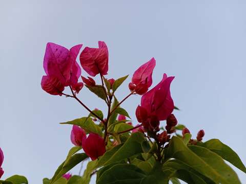 Слика од Bougainvillea