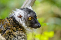 Image of Black Lemur