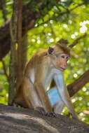 Image of Toque macaque