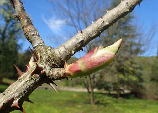 Image of castor aralia