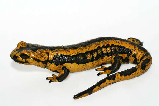 Imagem de Batrachochytrium salamandrivorans A. Martel, Blooi, Bossuyt & Pasmans 2013