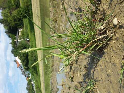 Image of black-grass