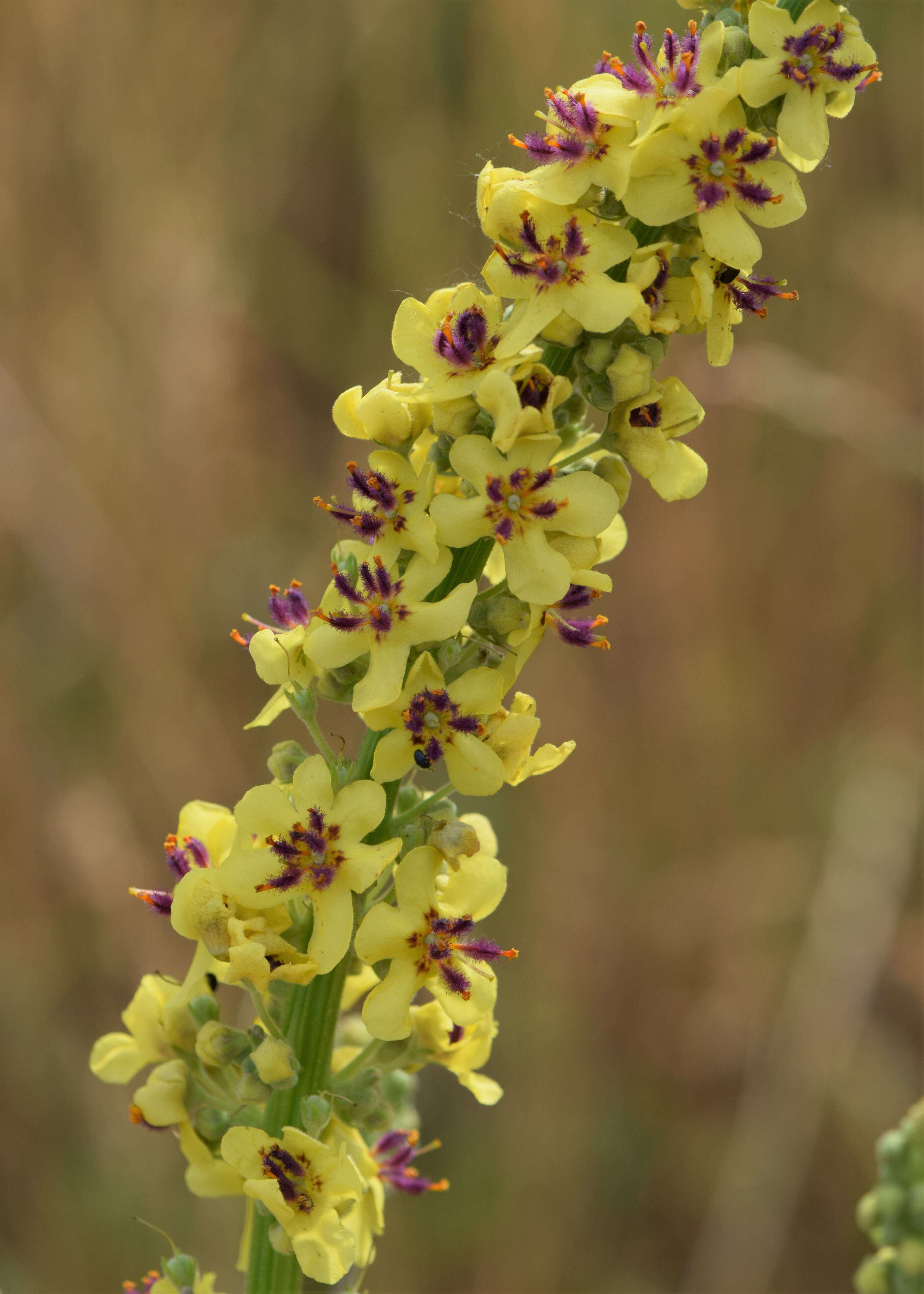 Image of Dark Mullein