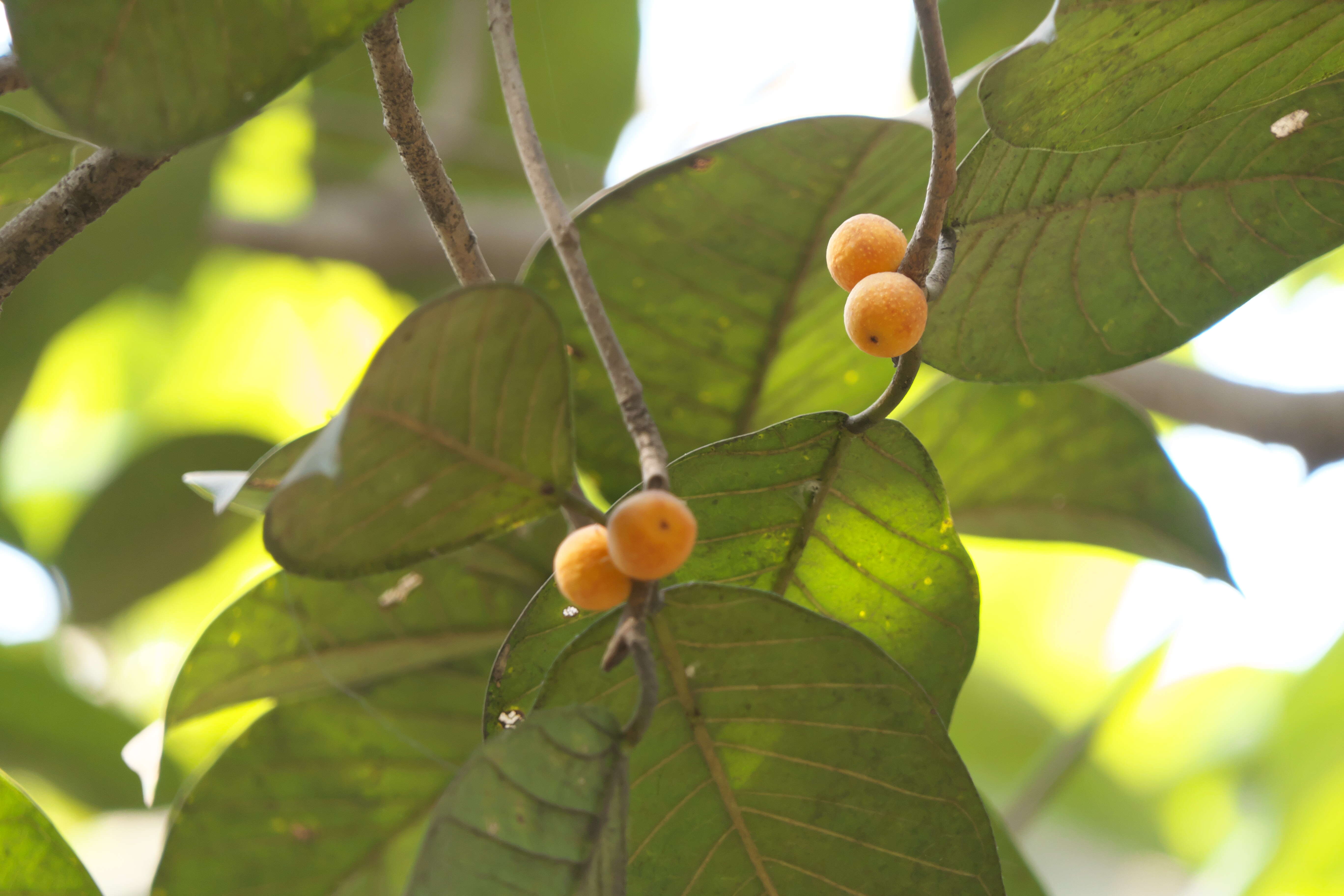 Image of brown-woolly fig