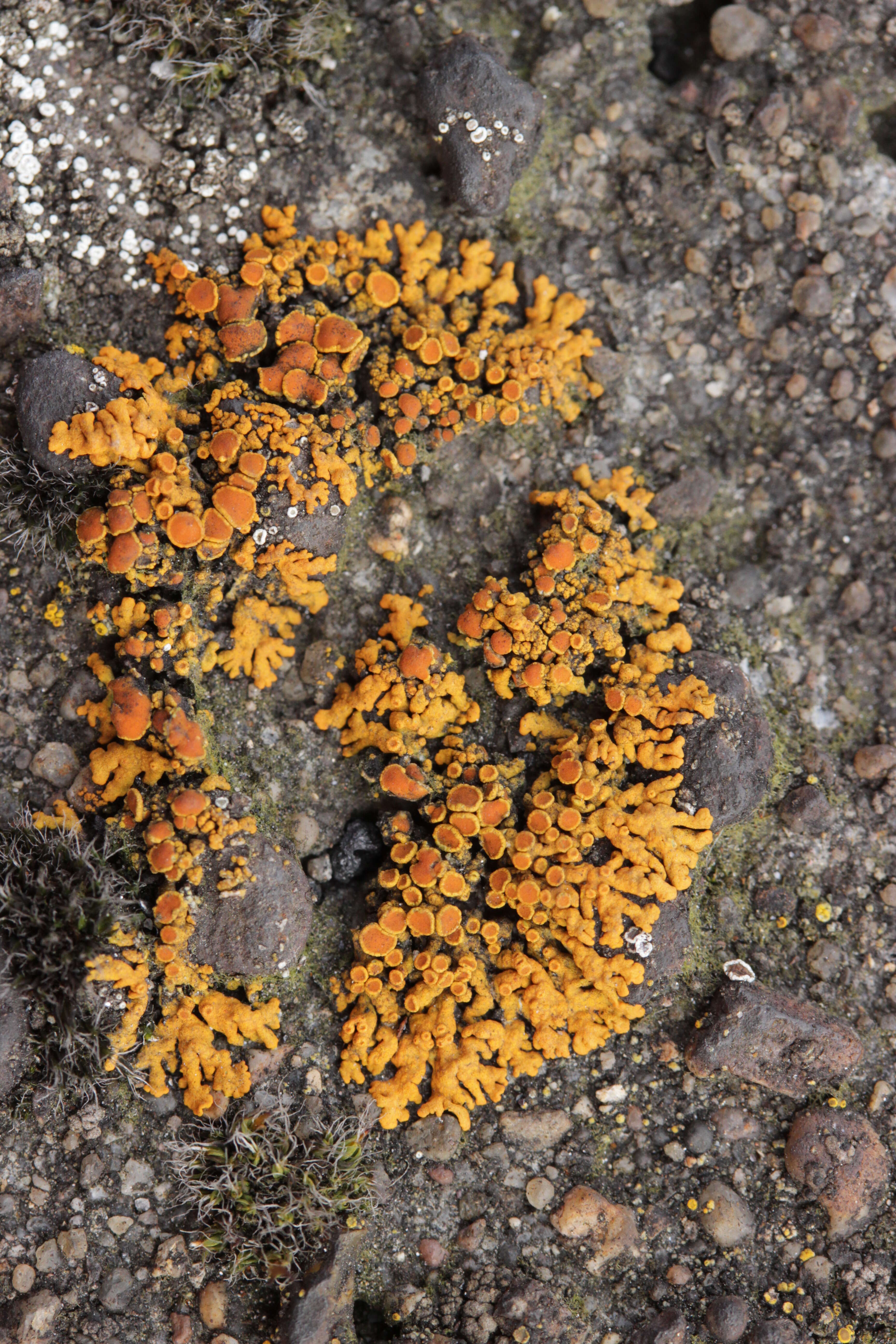 Image of elegant orange wall lichen