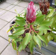 Imagem de Protea cynaroides (L.) L.