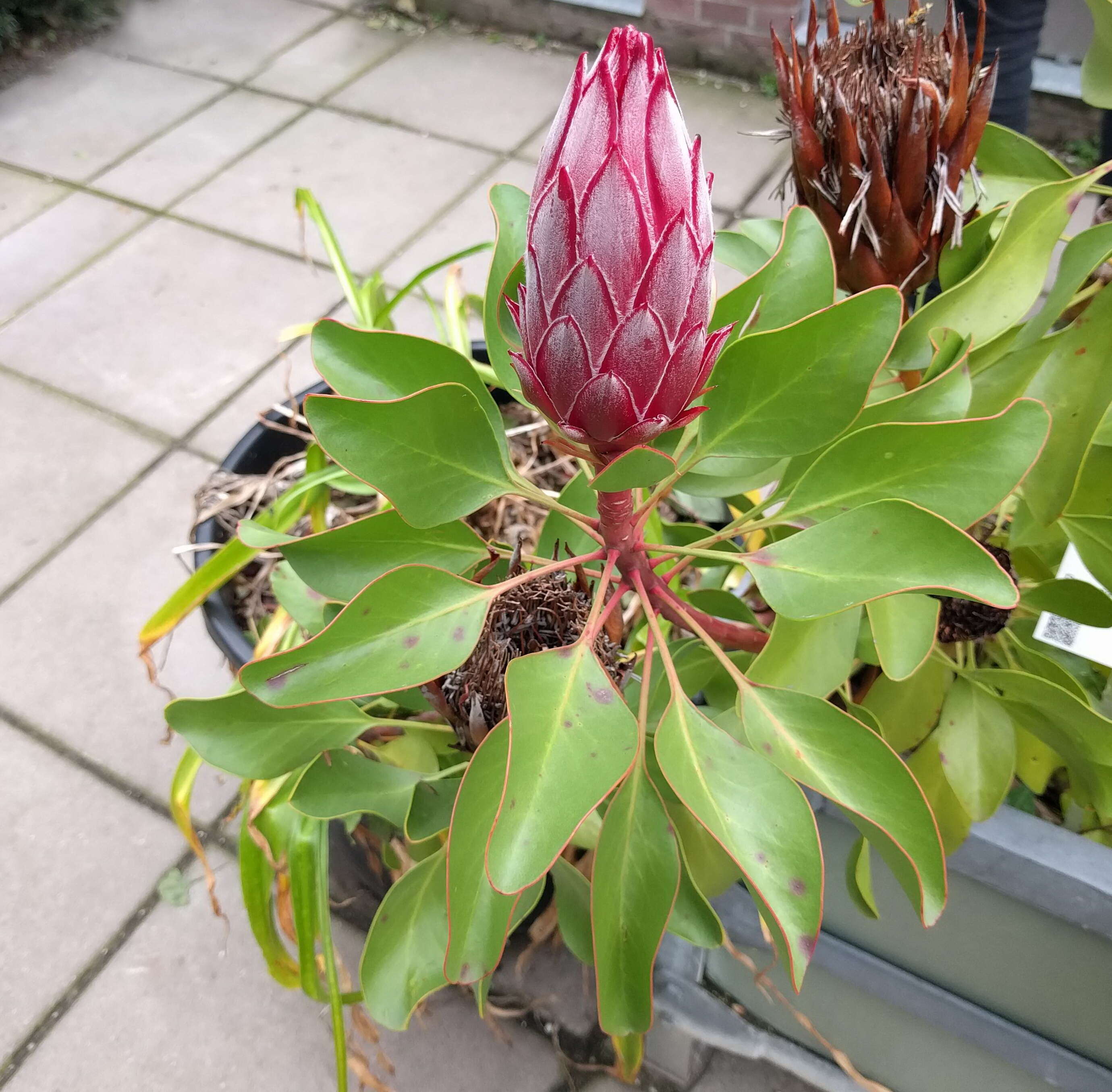 Imagem de Protea cynaroides (L.) L.