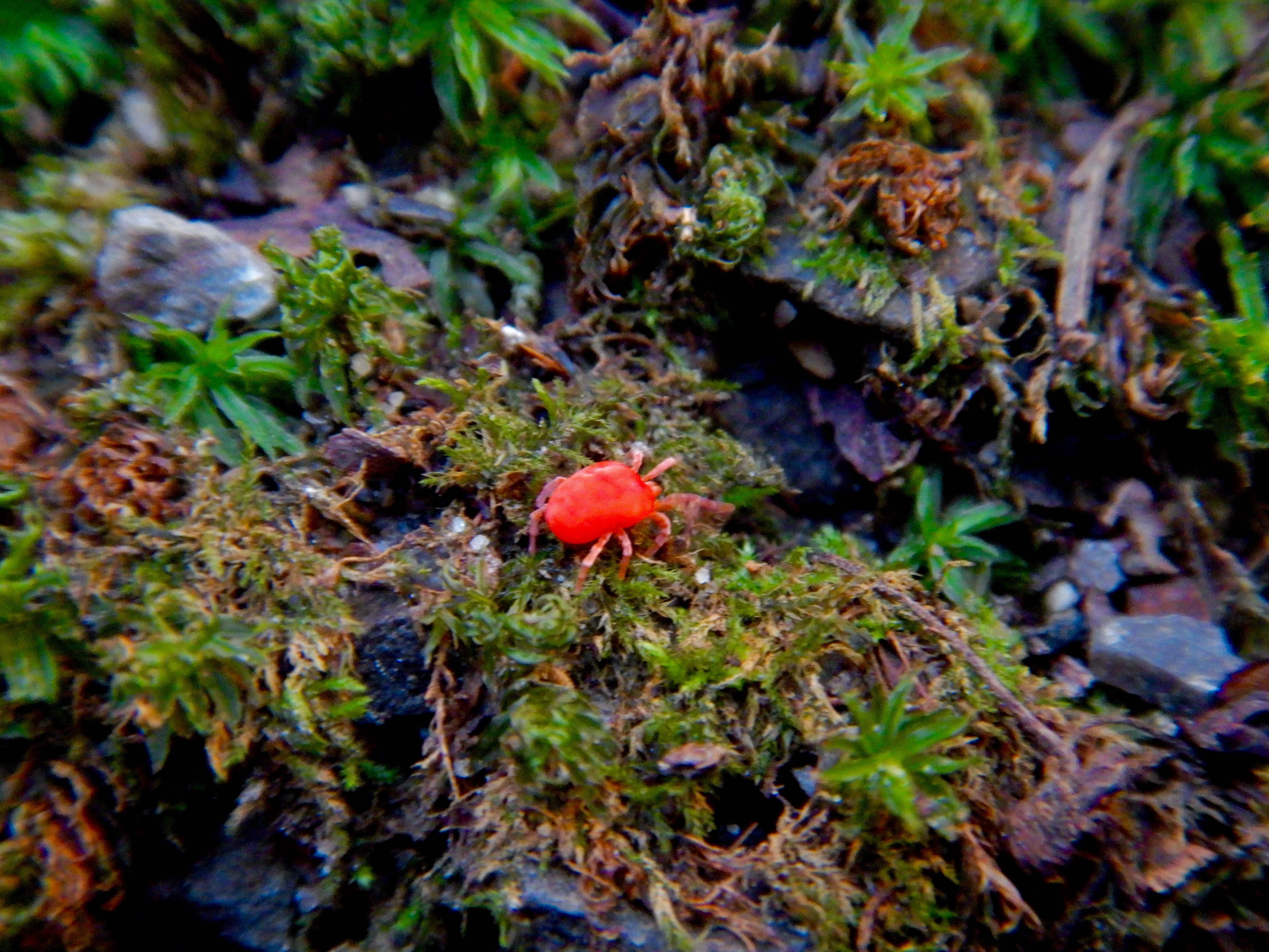 Image of Trombidium holosericeum