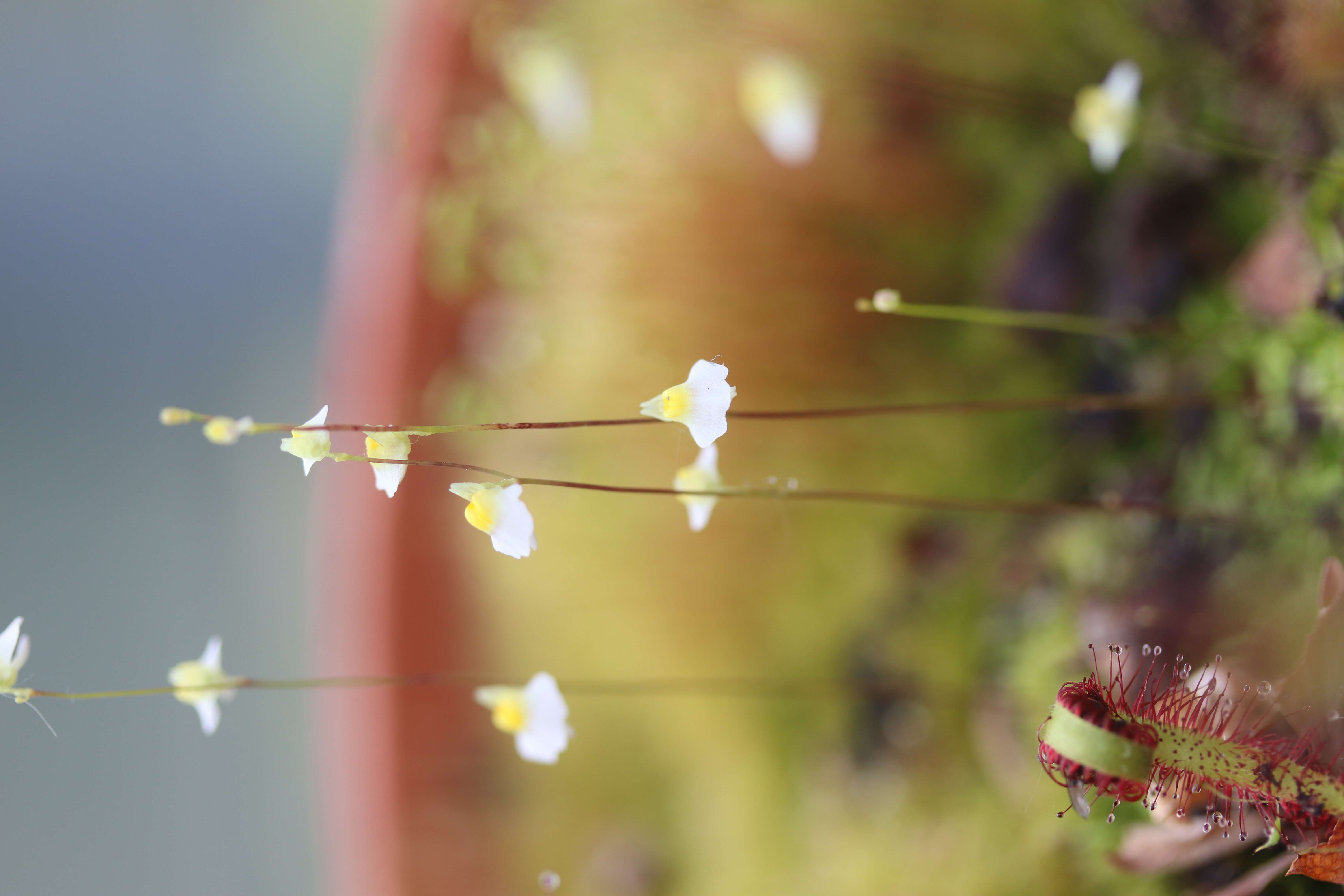 Sivun Utricularia bisquamata Schrank kuva