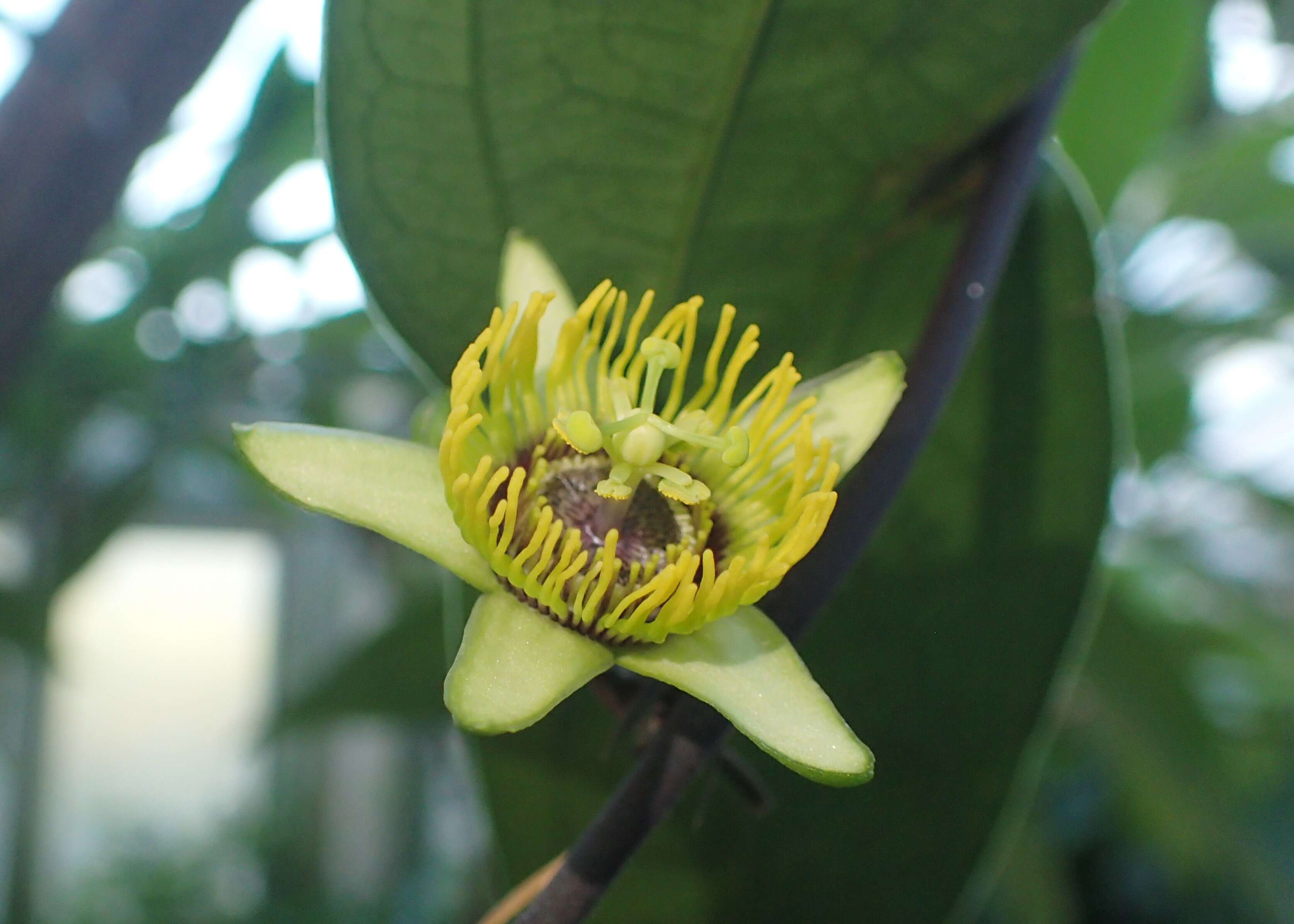 Image of Passiflora coriacea Juss.