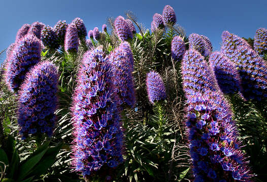 Image of viper's bugloss