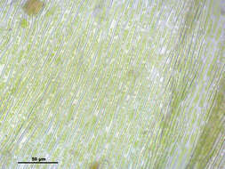 Слика од Brachythecium mildeanum W. P. Schimper ex Milde 1862