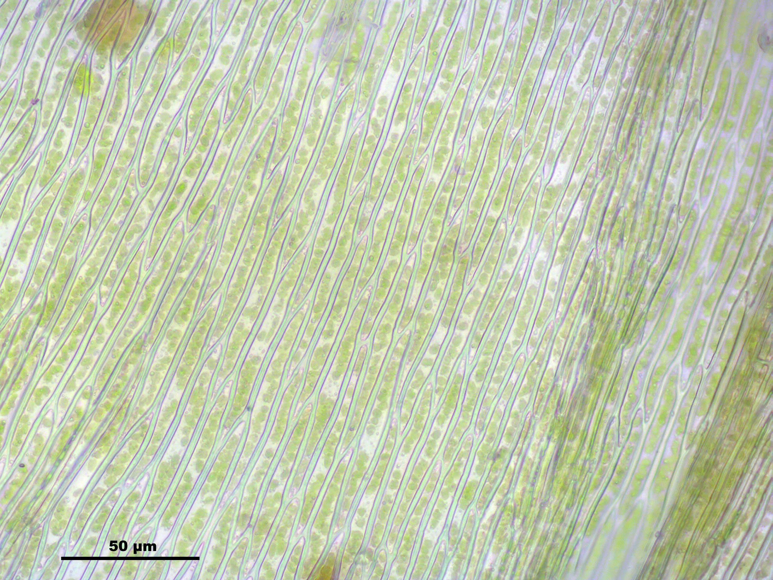 Слика од Brachythecium mildeanum W. P. Schimper ex Milde 1862