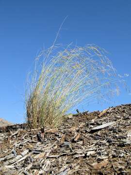 Image of Aristida benthamii Henrard