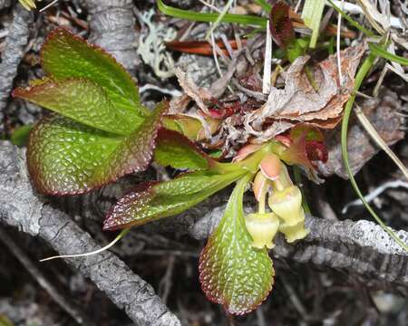 Image of Alpine bearberry