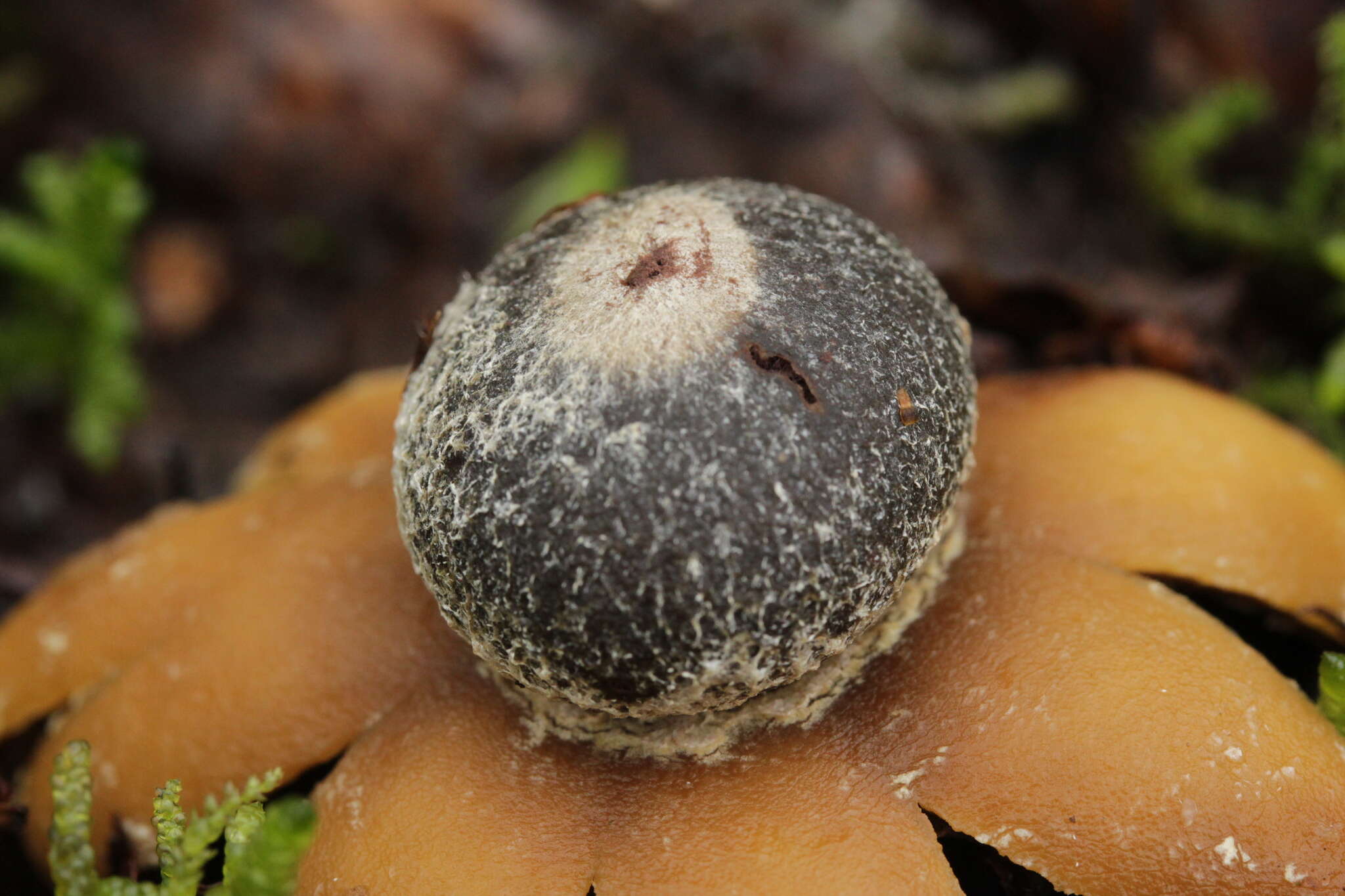 Image of False Earthstar