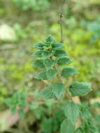 Image of Clinopodium alpinum