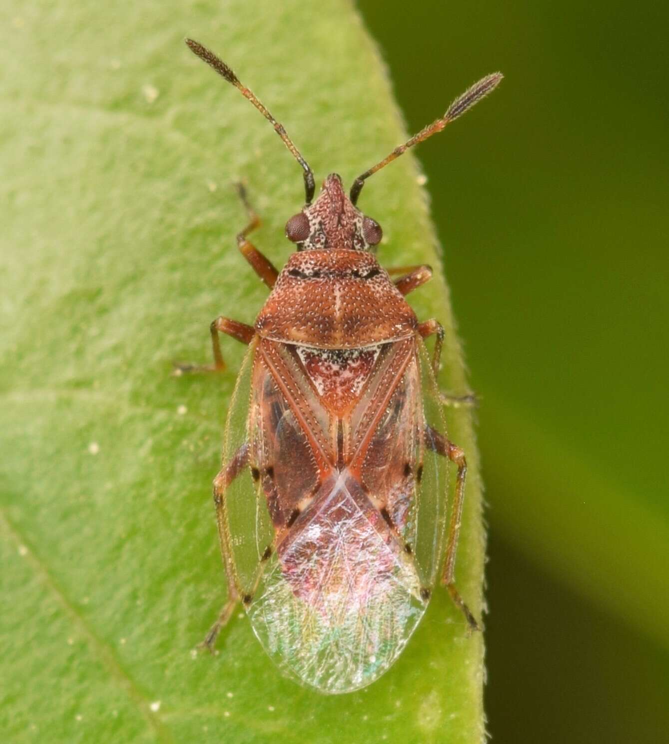 Image of Birch Catkin Bug